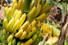 bananas 1