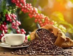 Coffee trees