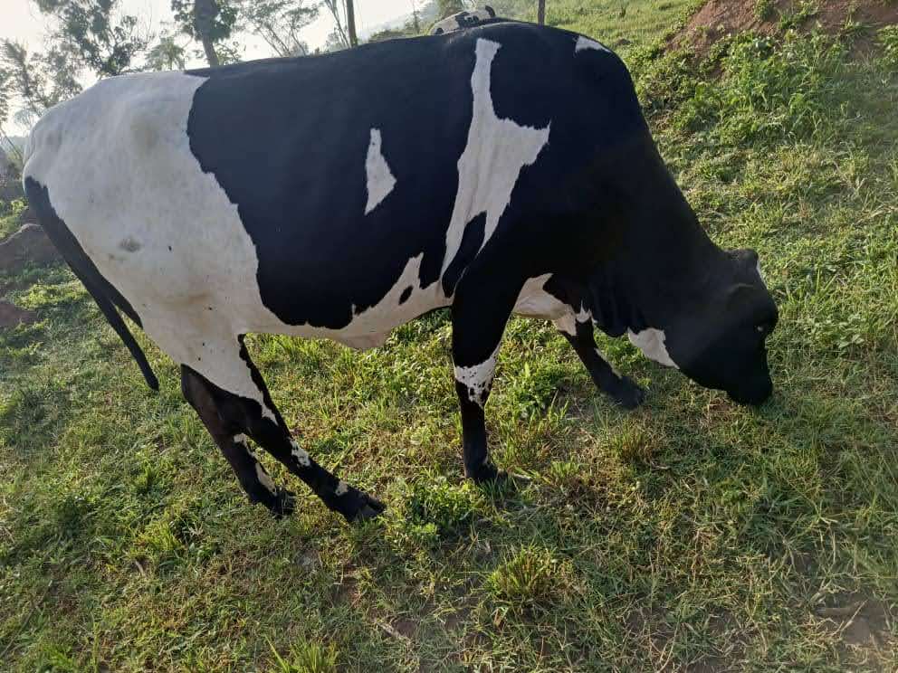 Cattle milk production