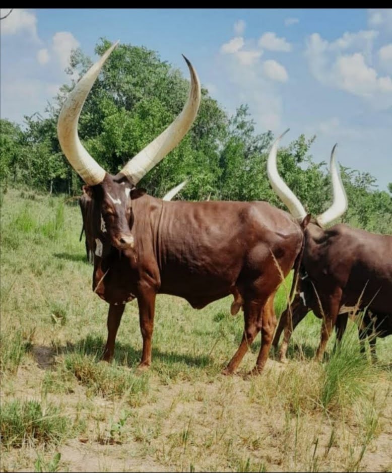 Cattle field